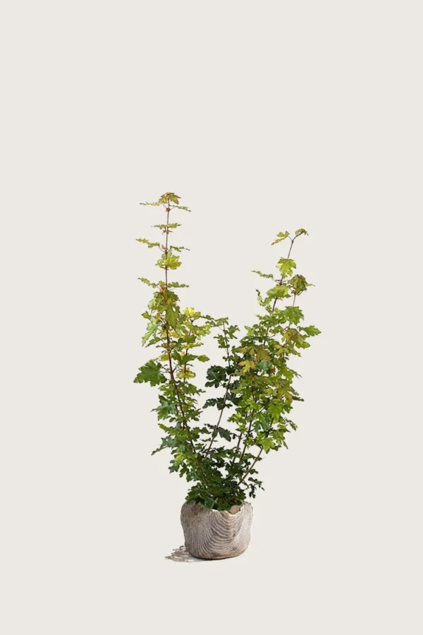 Niverävaahtera 80cm Tuuhea | Plantinavia