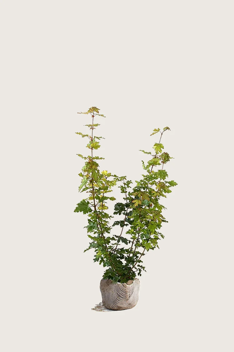 Niverävaahtera 80cm Tuuhea | Plantinavia