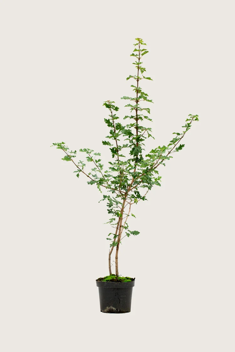 Niverävaahtera 200cm Hyvin tuuhea | Plantinavia