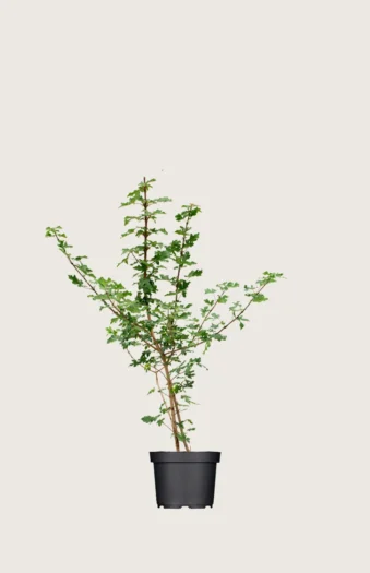 Niverävaahtera 80cm Hyvin tuuhea | Plantinavia