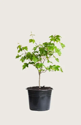 Niverävaahtera 80cm Outlet | Plantinavia