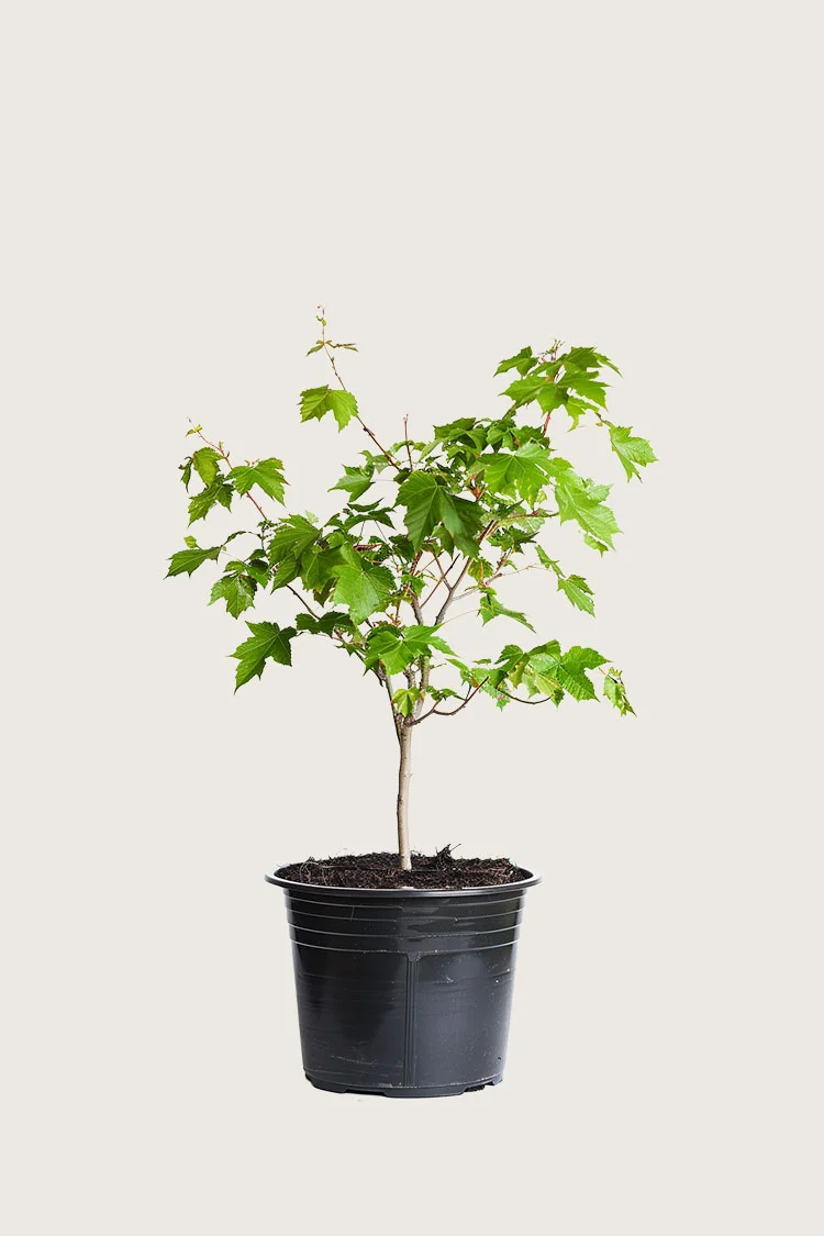 Niverävaahtera 80cm Outlet | Plantinavia