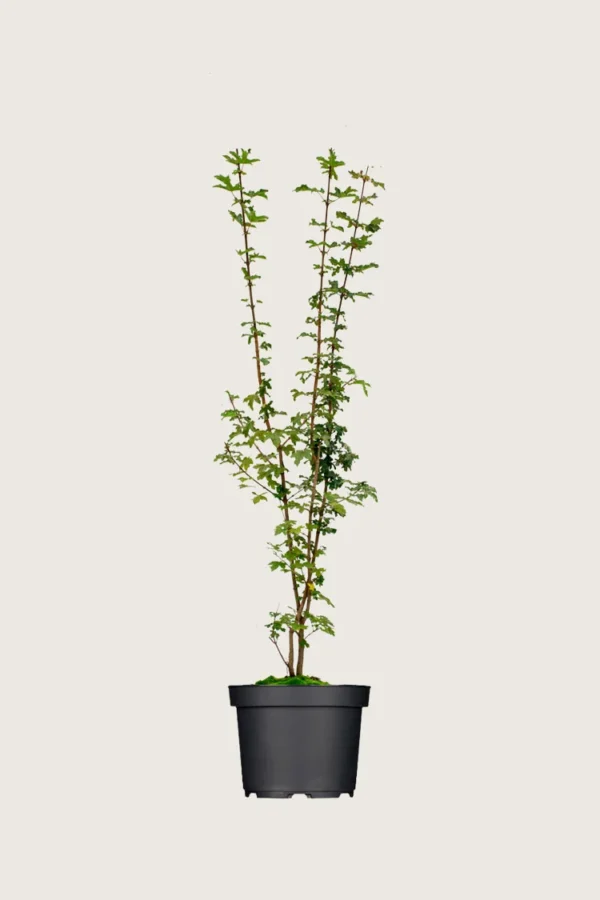 Niverävaahtera 125cm Tuuhea | Plantinavia