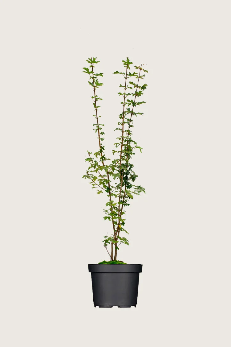 Niverävaahtera 150cm Tuuhea | Plantinavia