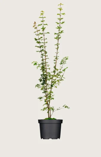 Niverävaahtera 250cm Tuuhea | Plantinavia
