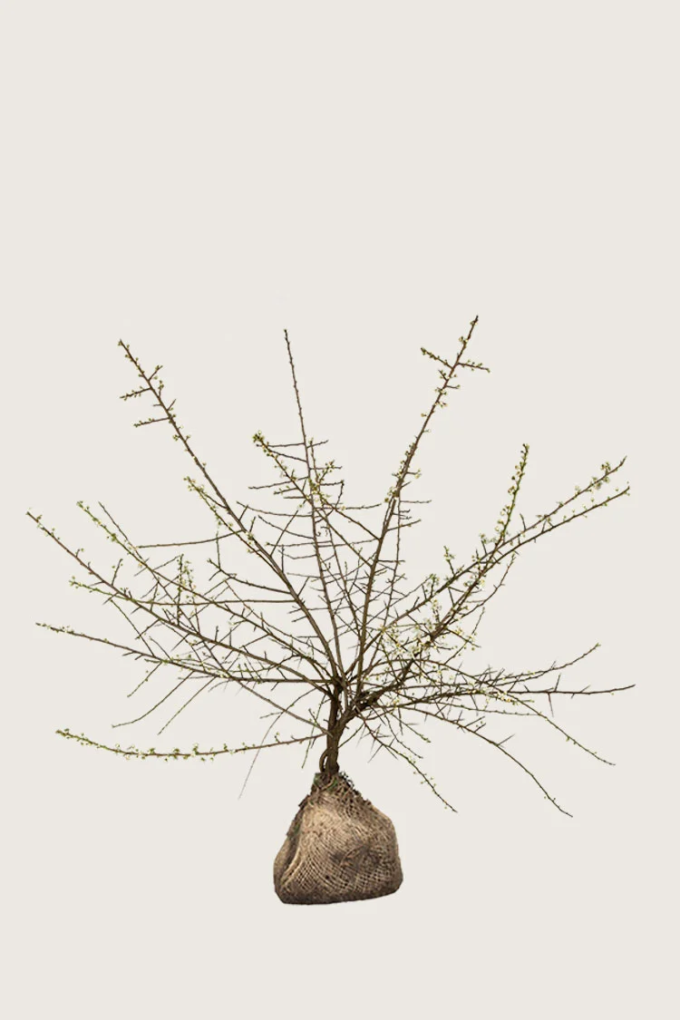 Oratuomi 125cm Hyvin tuuhea | Plantinavia