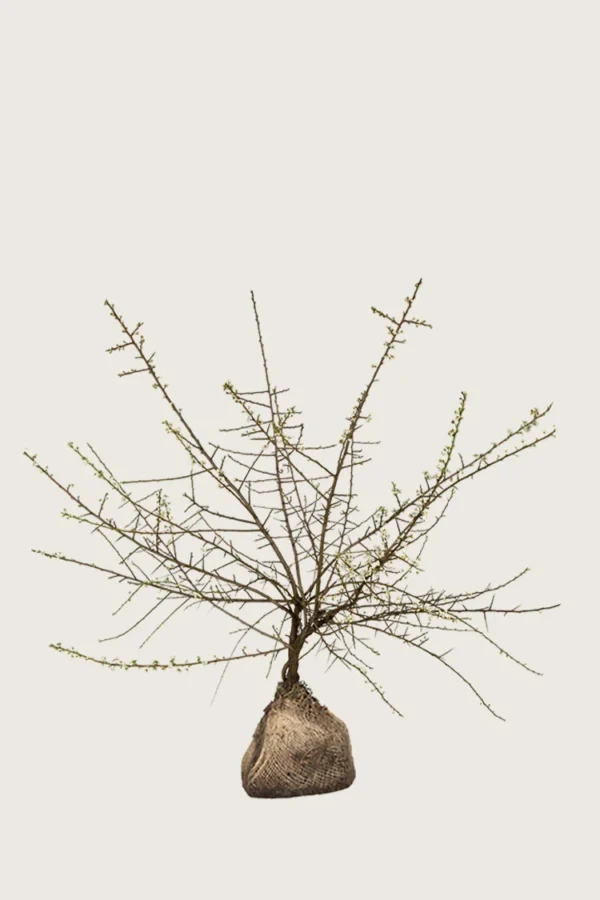 Oratuomi 150cm Hyvin tuuhea | Plantinavia