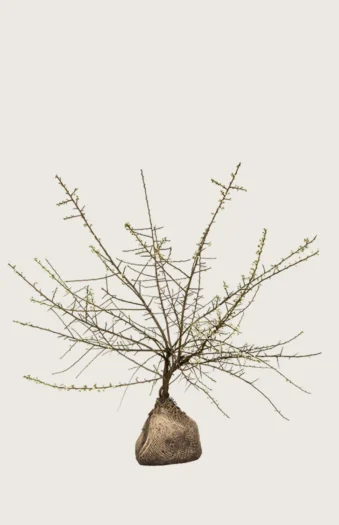 Oratuomi 175cm Hyvin tuuhea | Plantinavia