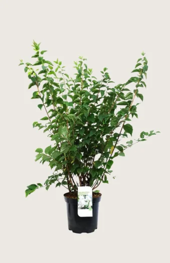 Pihajasmike 125cm Hyvin tuuhea | Plantinavia