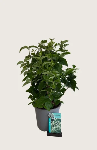 Pihajasmike 80cm Hyvin tuuhea | Plantinavia