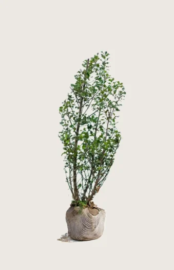 Pihaorjanlaakeri Blue Maid 100cm Outlet | Plantinavia