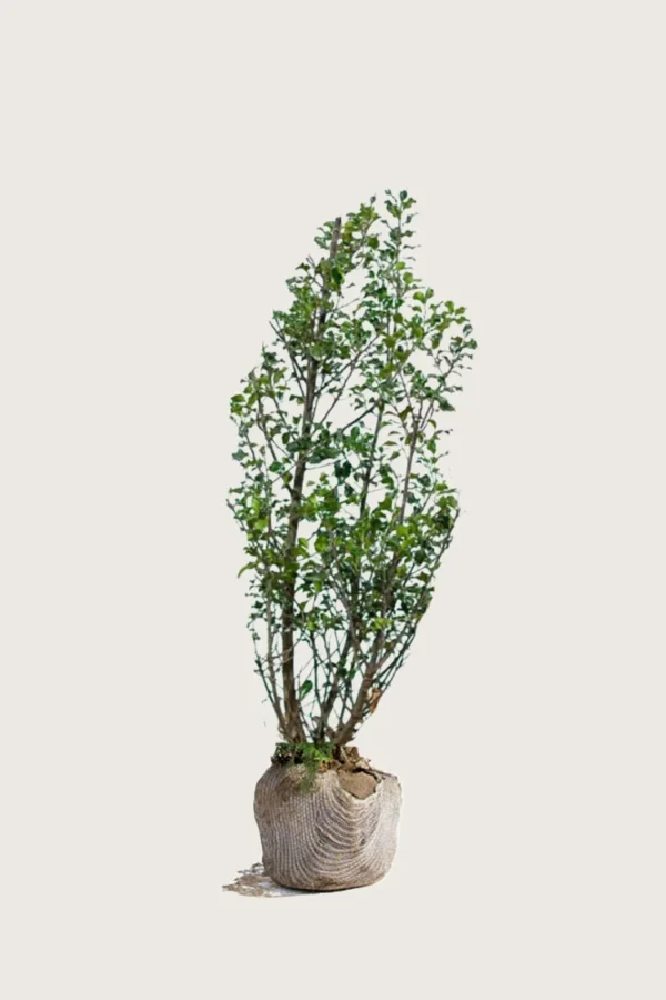 Pihaorjanlaakeri Blue Maid 100cm Outlet | Plantinavia
