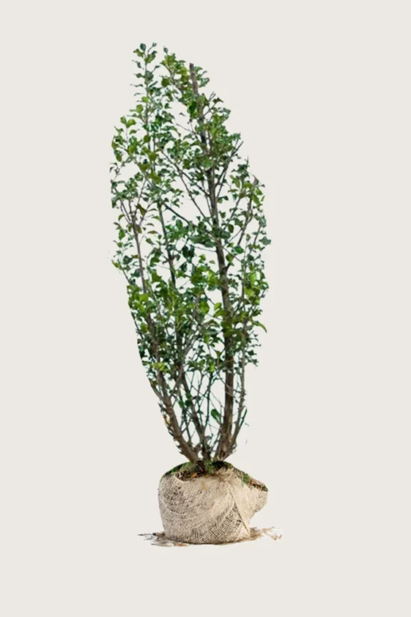 Pihaorjanlaakeri Blue Maid 200cm Outlet | Plantinavia