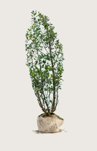 Pihaorjanlaakeri Blue Maid 225cm Outlet | Plantinavia