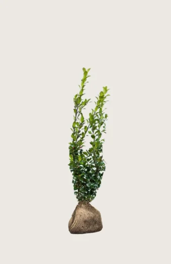 Pihaorjanlaakeri Blue Maid 40cm Outlet | Plantinavia