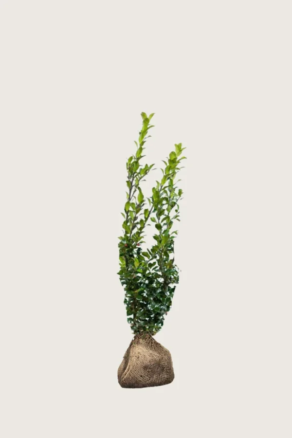 Pihaorjanlaakeri Blue Maid 40cm Outlet | Plantinavia