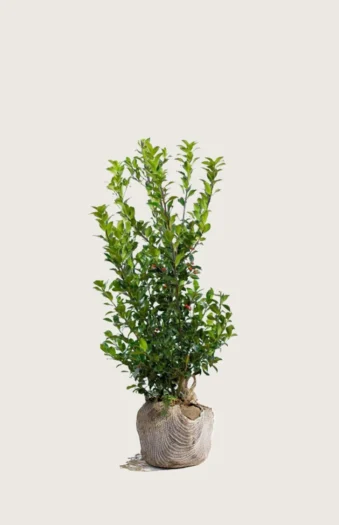 Pihaorjanlaakeri Blue Maid 100cm Tuuhea | Plantinavia