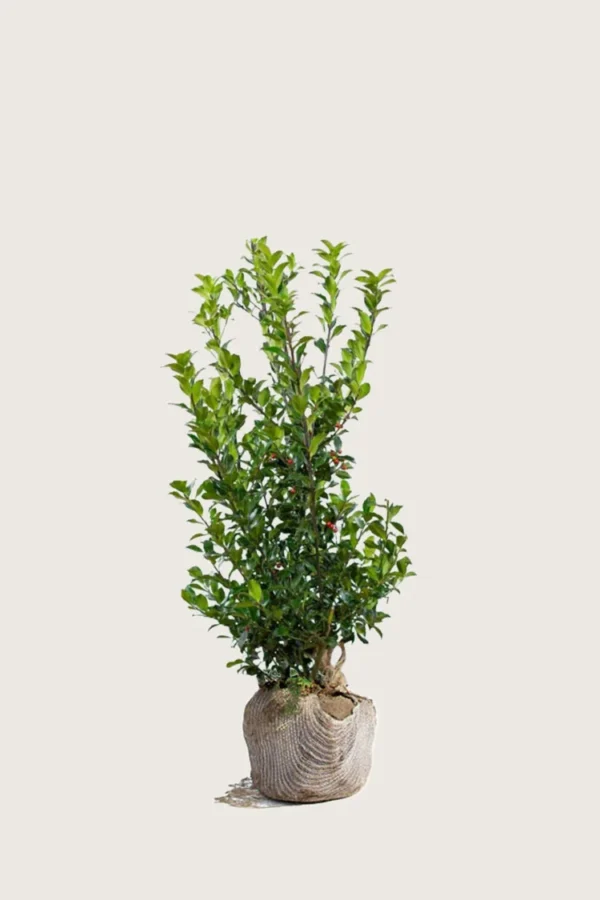 Pihaorjanlaakeri Blue Maid 100cm Tuuhea | Plantinavia