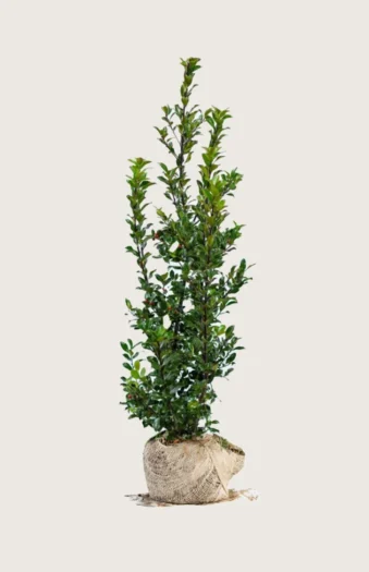 Pihaorjanlaakeri Blue Maid 300cm Tuuhea | Plantinavia