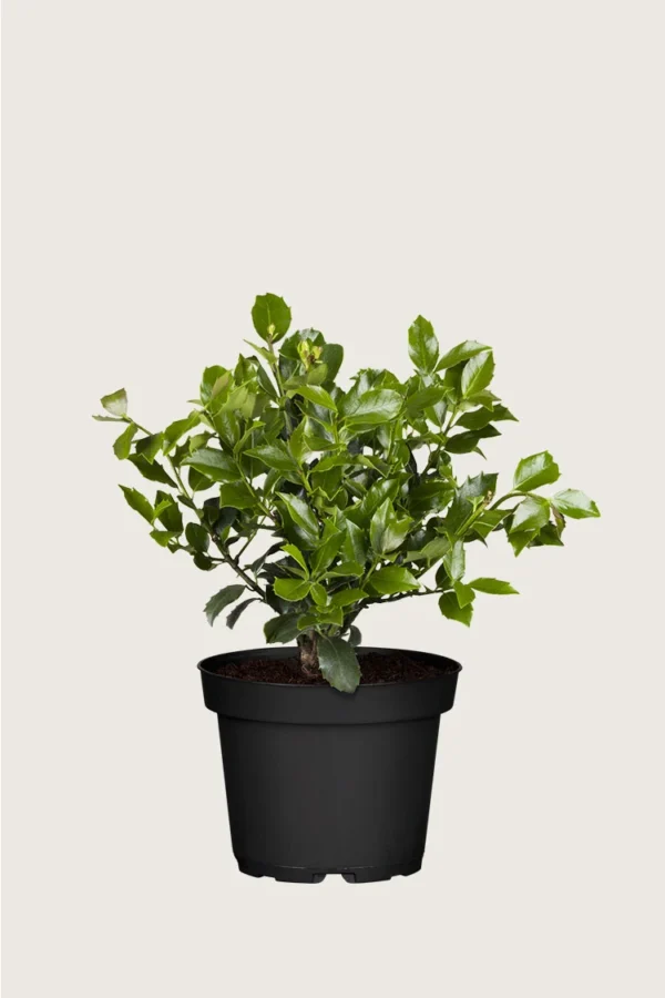 Pihaorjanlaakeri Blue Maid 100cm Hyvin tuuhea | Plantinavia