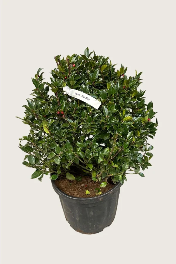 Pihaorjanlaakeri Blue Maid 125cm Hyvin tuuhea | Plantinavia