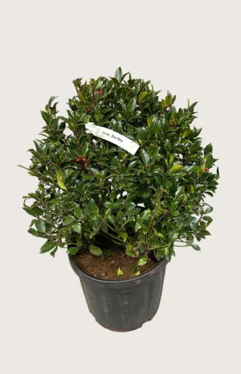 Pihaorjanlaakeri Blue Maid 150cm Hyvin tuuhea | Plantinavia