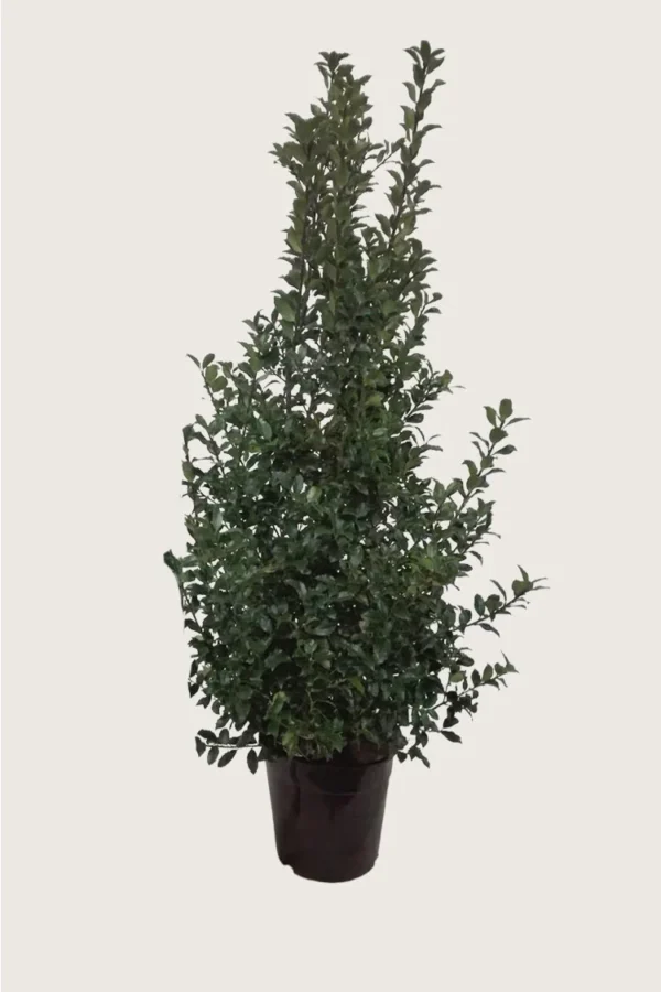 Pihaorjanlaakeri Blue Maid 250cm Hyvin tuuhea | Plantinavia