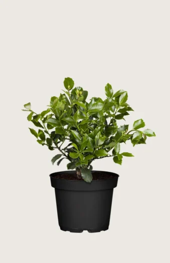 Pihaorjanlaakeri Blue Maid 80cm Hyvin tuuhea | Plantinavia