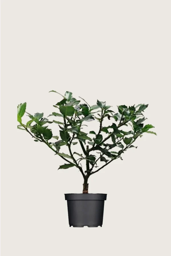 Pihaorjanlaakeri Blue Maid 150cm Outlet | Plantinavia