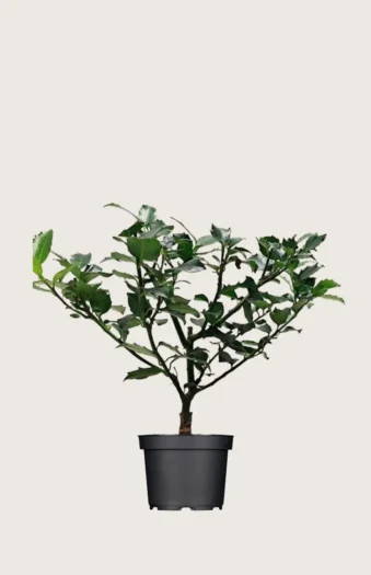 Pihaorjanlaakeri Blue Maid 175cm Outlet | Plantinavia