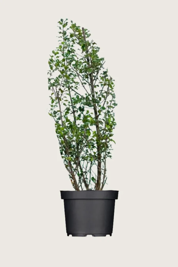 Pihaorjanlaakeri Blue Maid 225cm Outlet | Plantinavia