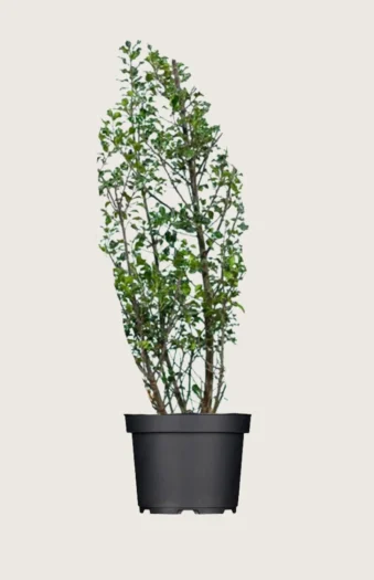 Pihaorjanlaakeri Blue Maid 250cm Outlet | Plantinavia