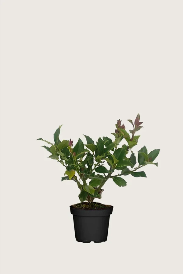 Pihaorjanlaakeri Blue Maid 60cm Outlet | Plantinavia