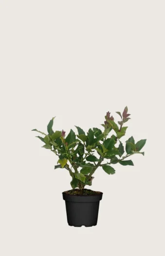Pihaorjanlaakeri Blue Maid 80cm Outlet | Plantinavia