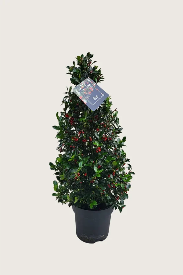 Pihaorjanlaakeri Blue Maid 100cm Tuuhea | Plantinavia