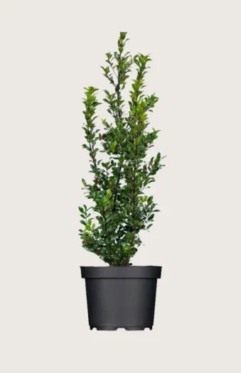 Pihaorjanlaakeri Blue Maid 200cm Tuuhea | Plantinavia