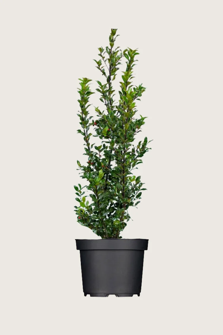 Pihaorjanlaakeri Blue Maid 200cm Tuuhea | Plantinavia