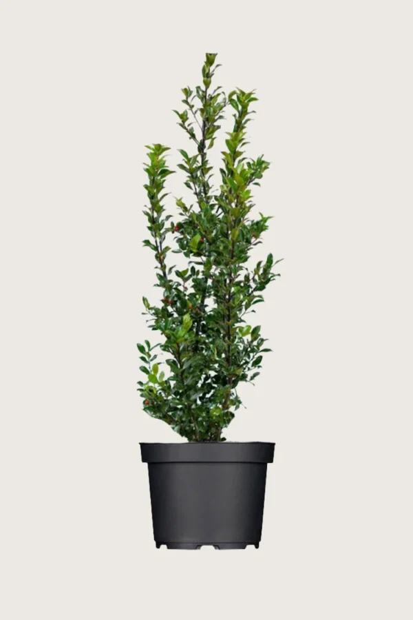 Pihaorjanlaakeri Blue Maid 300cm Tuuhea | Plantinavia