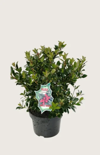 Pihaorjanlaakeri Blue Maid 40cm Tuuhea | Plantinavia