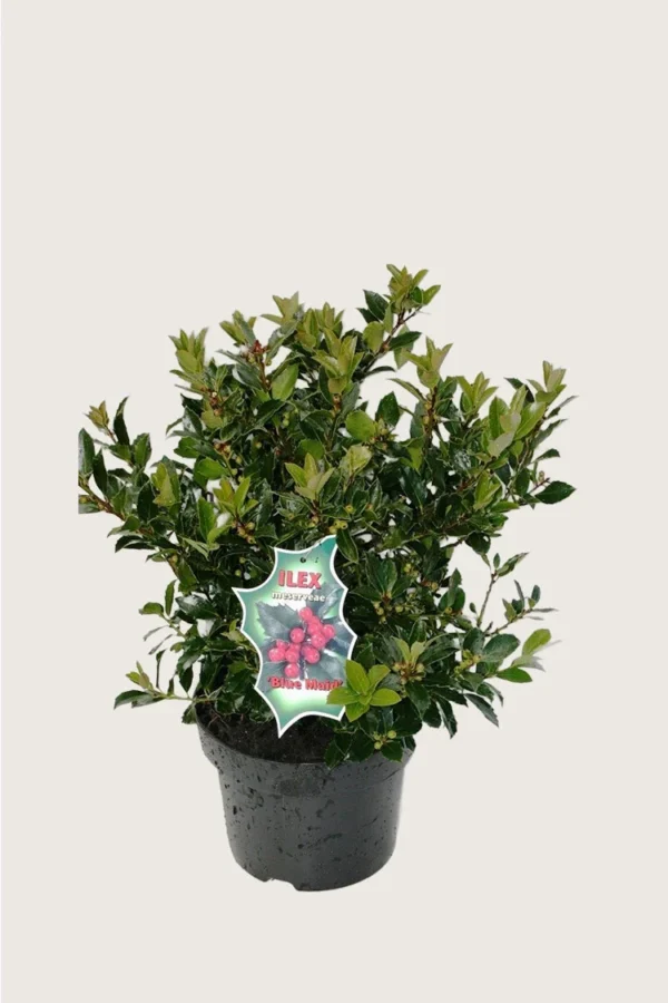 Pihaorjanlaakeri Blue Maid 40cm Tuuhea | Plantinavia