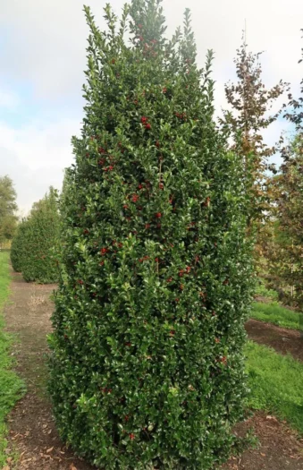 Pihaorjanlaakeri Blue Maid 125cm Hyvin tuuhea | Plantinavia