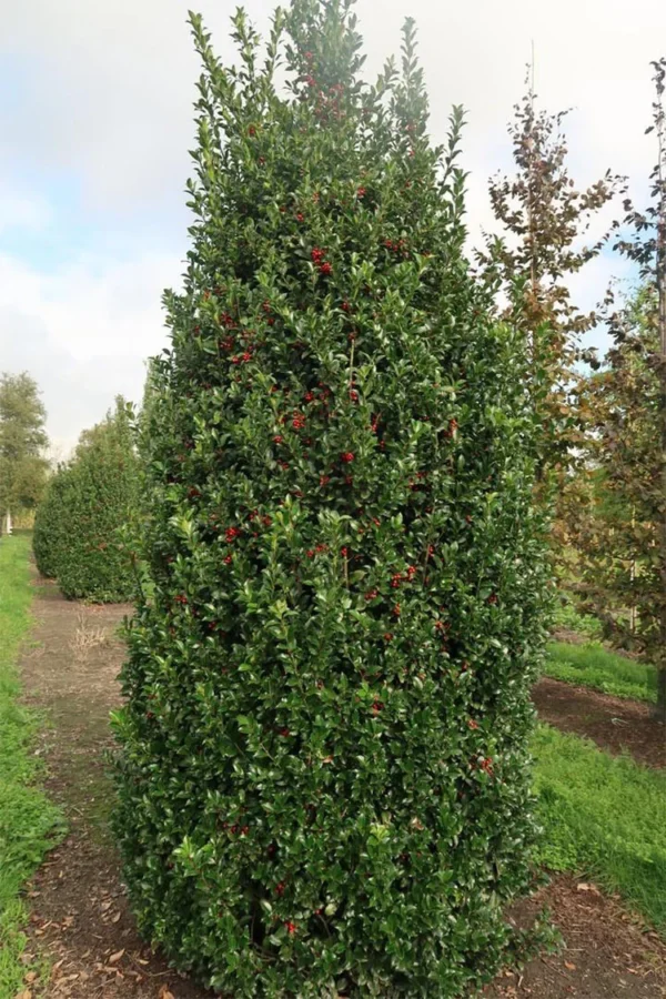 Pihaorjanlaakeri Blue Maid 200cm Hyvin tuuhea | Plantinavia