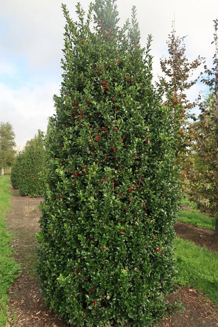 Pihaorjanlaakeri Blue Maid 200cm Hyvin tuuhea | Plantinavia