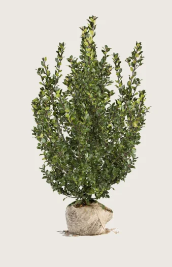 Pihaorjanlaakeri Blue Prince 350cm Hyvin tuuhea | Plantinavia