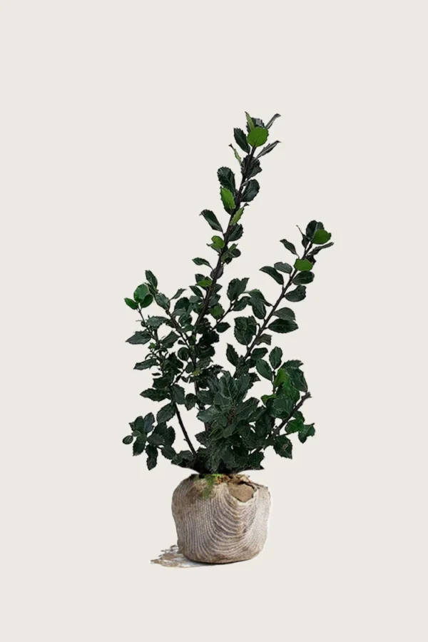 Pihaorjanlaakeri Blue Prince 175cm Outlet | Plantinavia