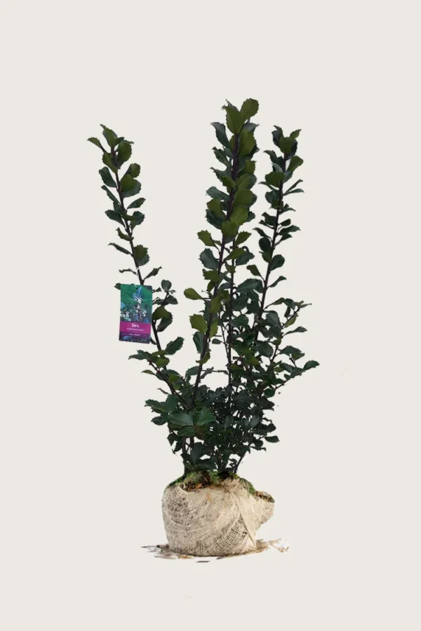 Pihaorjanlaakeri Blue Prince 200cm Outlet | Plantinavia