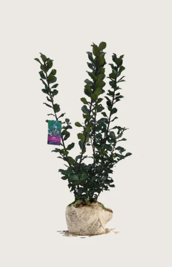 Pihaorjanlaakeri Blue Prince 250cm Outlet | Plantinavia
