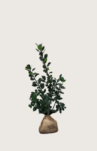 Pihaorjanlaakeri Blue Prince 80cm Outlet | Plantinavia