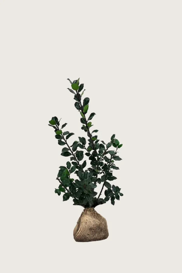 Pihaorjanlaakeri Blue Prince 80cm Outlet | Plantinavia