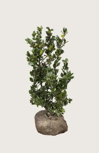 Pihaorjanlaakeri Blue Prince 150cm Tuuhea | Plantinavia